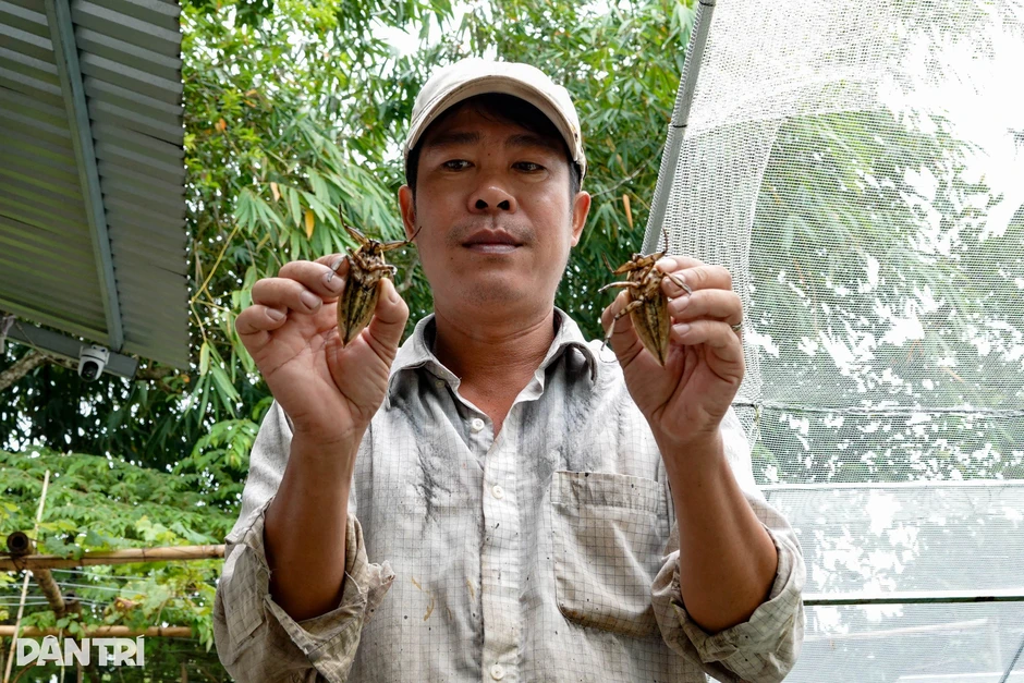 Nuôi loài côn trùng cho người "sành ăn", 8X Cần Thơ có nguồn thu bất ngờ Nuôi loài côn trùng cho người "sành ăn", 8X Cần Thơ có nguồn thu bất ngờ