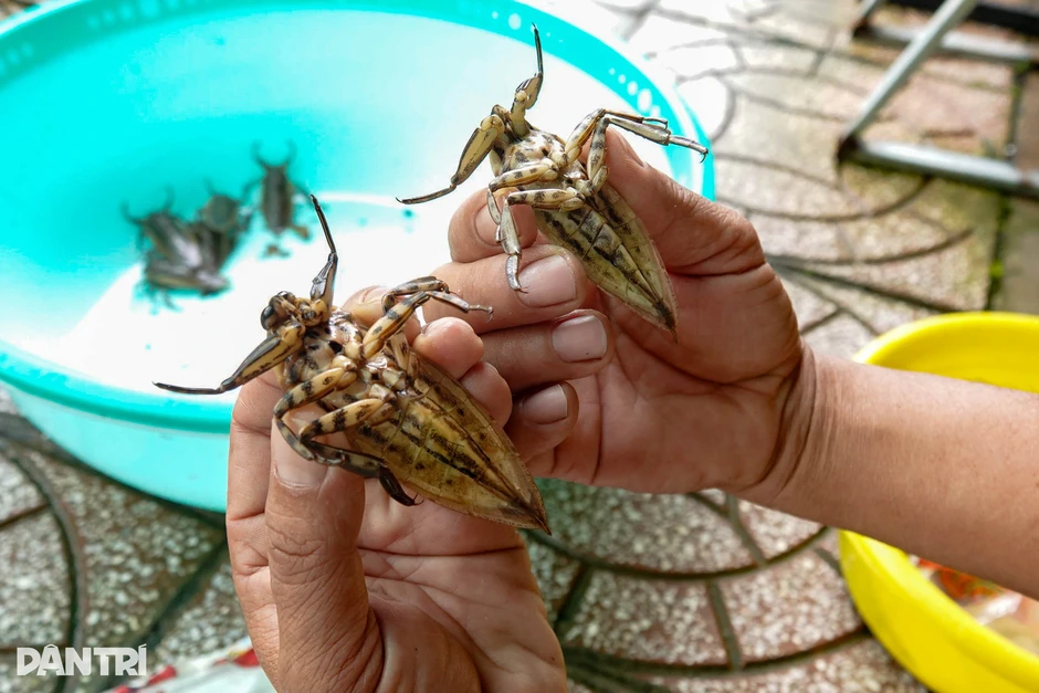 Nuôi loài côn trùng cho người "sành ăn", 8X Cần Thơ có nguồn thu bất ngờ Nuôi loài côn trùng cho người "sành ăn", 8X Cần Thơ có nguồn thu bất ngờ