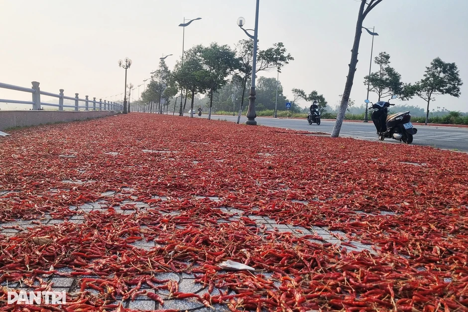 Ớt nhuộm đỏ bên đường, nông dân "ngậm đắng nuốt cay"