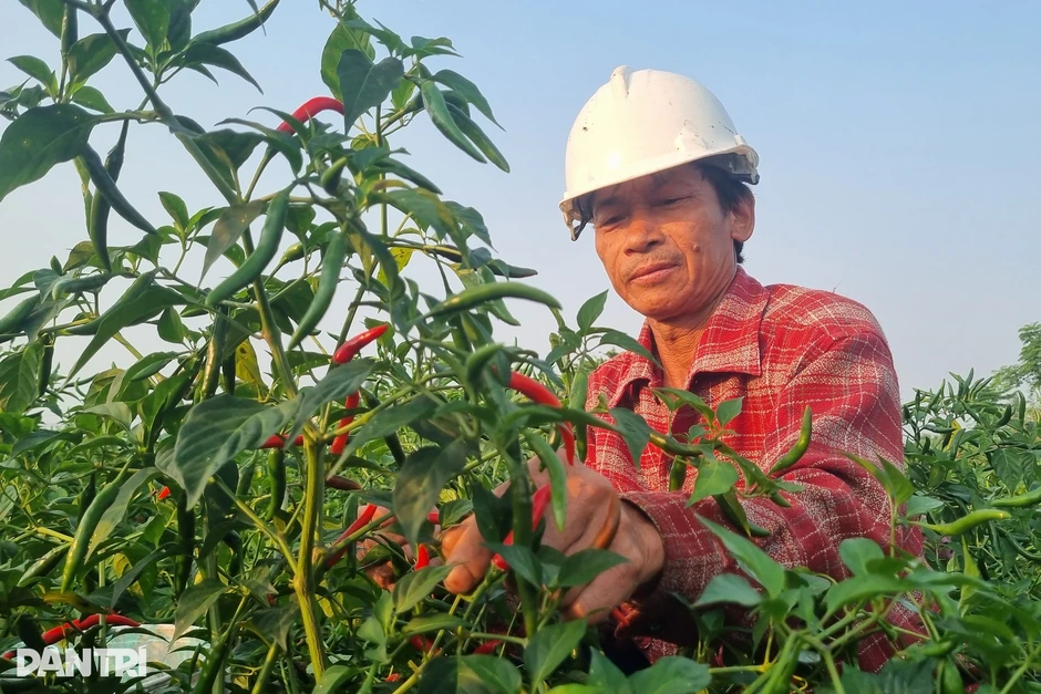 Ớt nhuộm đỏ bên đường, nông dân "ngậm đắng nuốt cay"