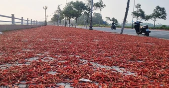 Ớt nhuộm đỏ bên đường, nông dân "ngậm đắng nuốt cay"