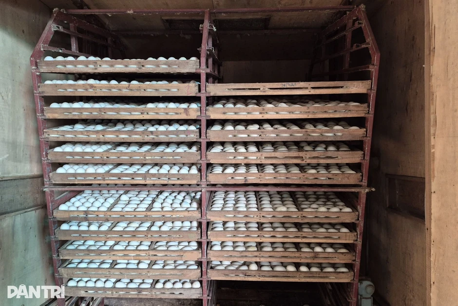 Quyết định mạo hiểm của người đàn ông mang lại nguồn thu 300 triệu đồng/năm Quyết định mạo hiểm của người đàn ông mang lại nguồn thu 300 triệu đồng/năm