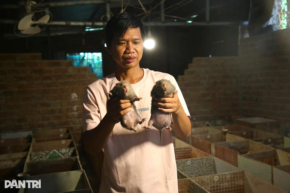Rời phố về quê nuôi “chuột khổng lồ”, thu hàng trăm triệu đồng mỗi năm Rời phố về quê nuôi “chuột khổng lồ”, thu hàng trăm triệu đồng mỗi năm