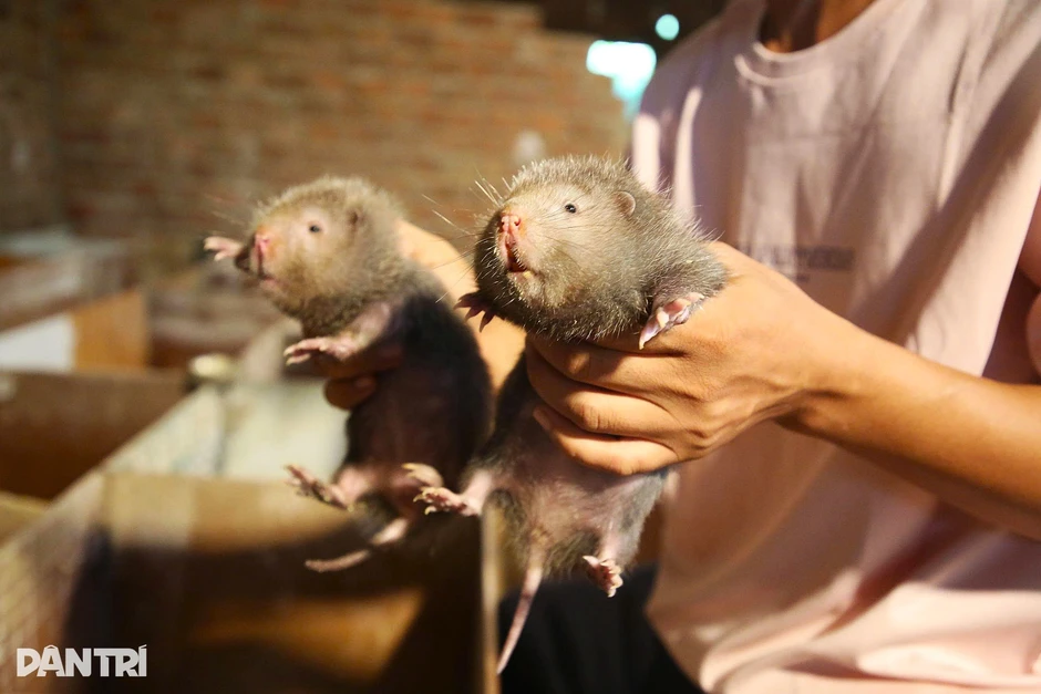 Rời phố về quê nuôi “chuột khổng lồ”, thu hàng trăm triệu đồng mỗi năm Rời phố về quê nuôi “chuột khổng lồ”, thu hàng trăm triệu đồng mỗi năm