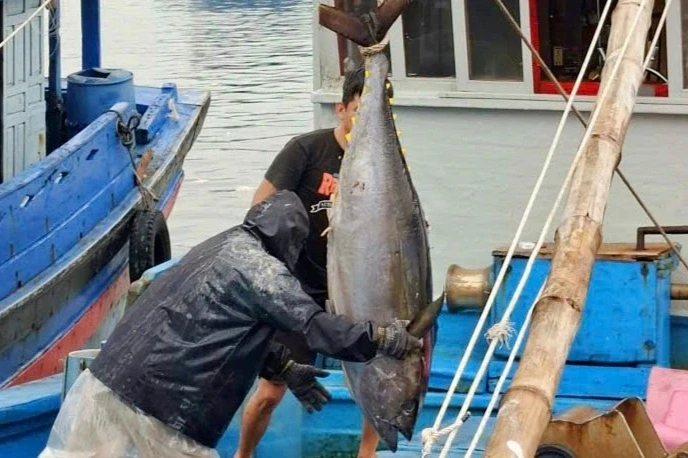 Săn cá ngừ đại dương, ngư dân thu gần 80 tỷ đồng sau chuyến biển xuyên Tết Săn cá ngừ đại dương, ngư dân thu gần 80 tỷ đồng sau chuyến biển xuyên Tết
