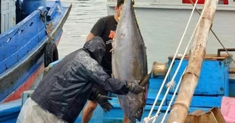 Săn cá ngừ đại dương, ngư dân thu gần 80 tỷ đồng sau chuyến biển xuyên Tết