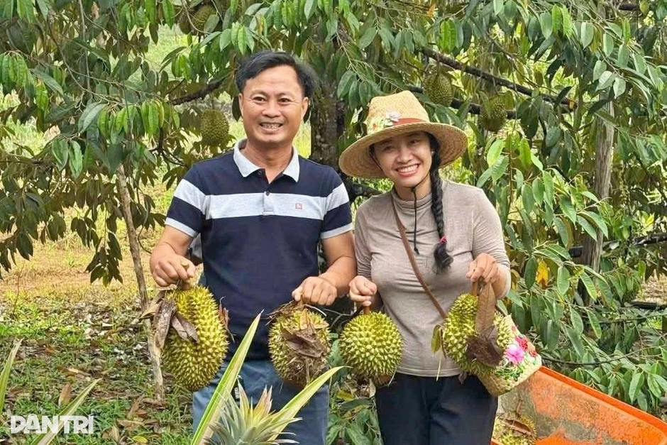 Sầu riêng miền Tây rớt giá còn 20.000 đồng/kg, nhà vườn điêu đứng Sầu riêng miền Tây rớt giá còn 20.000 đồng/kg, nhà vườn điêu đứng
