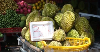Sầu riêng miền Tây rớt giá còn 20.000 đồng/kg, nhà vườn điêu đứng