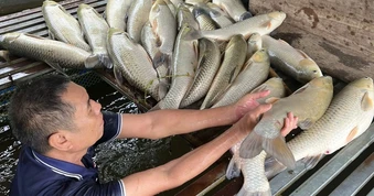 Sau vụ cá, ốc chết hàng loạt, Nghệ An yêu cầu rà soát nguồn thải