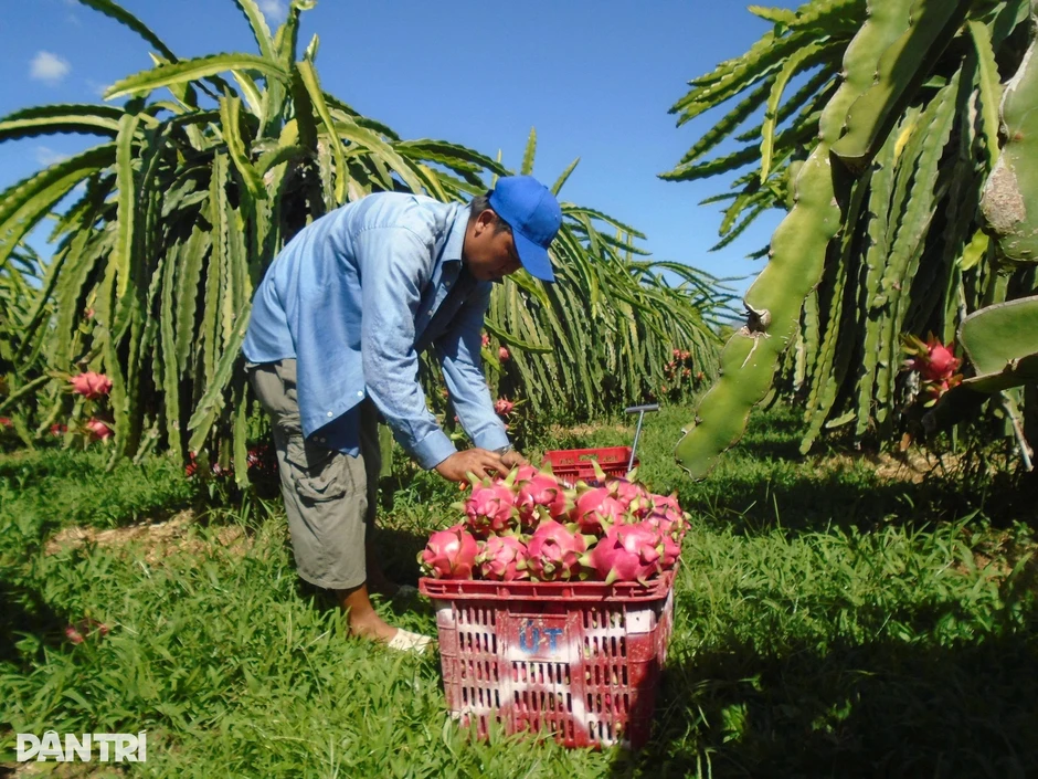 Thanh long từ 30.000 đồng rớt xuống 2.000 đồng/kg sau 2 tháng