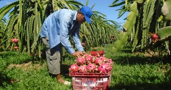 Thanh long từ 30.000 đồng rớt xuống 2.000 đồng/kg sau 2 tháng