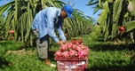 Thanh long từ 30.000 đồng rớt xuống 2.000 đồng/kg sau 2 tháng