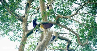 Theo chân thợ rừng săn mật trên cây cao hàng chục mét giữa Trường Sơn