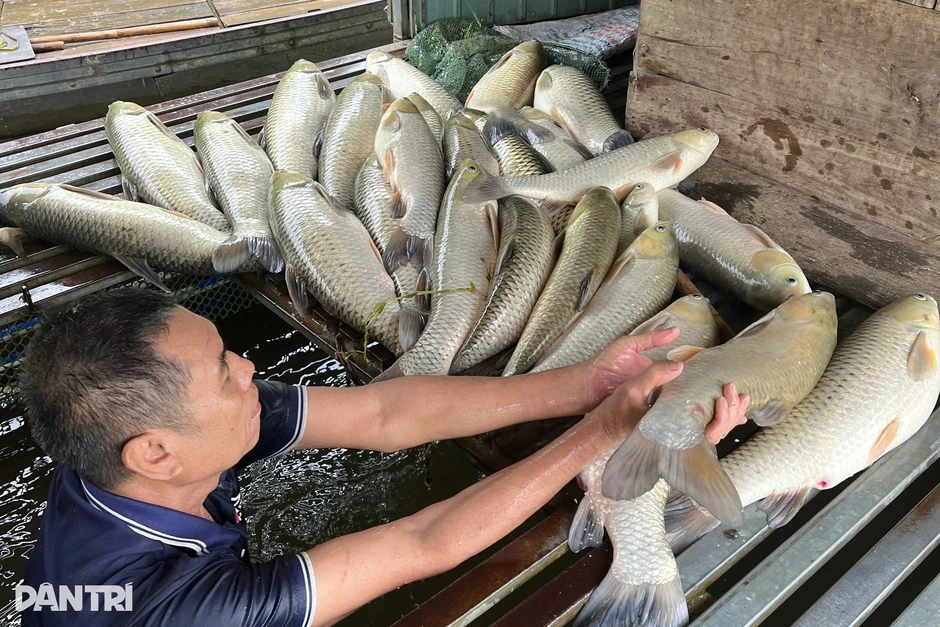 Thủy sản chết bất thường ở Nghệ An, chưa thể kết luận nguyên nhân Thủy sản chết bất thường ở Nghệ An, chưa thể kết luận nguyên nhân