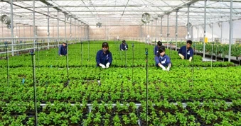 Tỉnh miền núi đưa nghìn nông dân xuất ngoại, lập kỷ lục xóa "lao động chui"