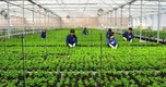 Tỉnh miền núi đưa nghìn nông dân xuất ngoại, lập kỷ lục xóa "lao động chui"