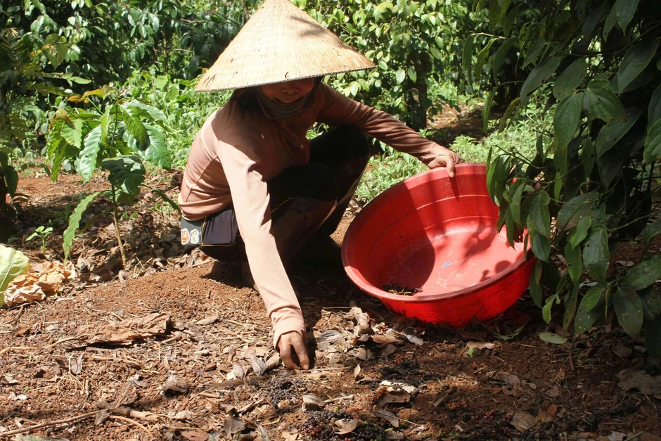 Trả công cao, nông dân vẫn phải "đỏ mắt" tìm thợ hái tiêu Trả công cao, nông dân vẫn phải "đỏ mắt" tìm thợ hái tiêu