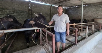 Tranh thủ lúc nông nhàn, nhiều hộ dân kiếm vài trăm triệu đồng mỗi năm