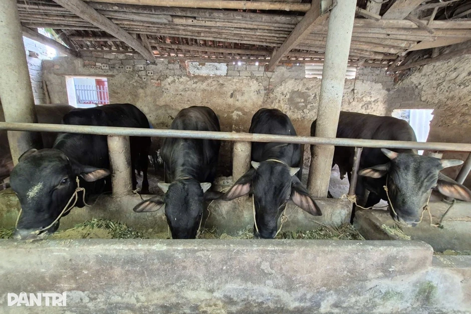 Tranh thủ lúc nông nhàn, nhiều hộ dân kiếm vài trăm triệu đồng mỗi năm