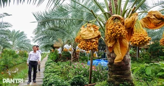 Trồng cây cho trái vàng và đỏ, 9X ở Đồng Tháp bất ngờ thu lãi "khủng"