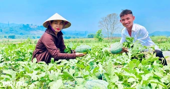 Trồng cây dây leo ngắn ngày, nông dân có thêm nguồn thu tiền triệu
