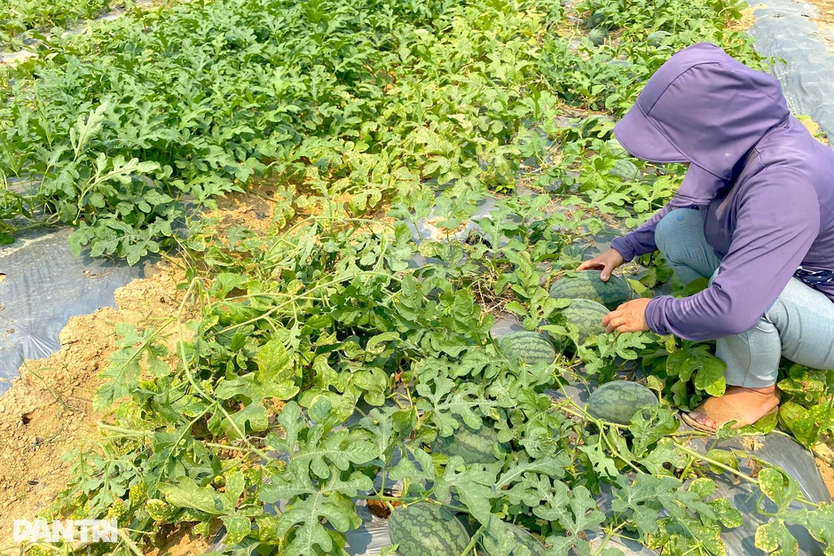 Trồng cây dây leo ngắn ngày, nông dân có thêm nguồn thu tiền triệu Trồng cây dây leo ngắn ngày, nông dân có thêm nguồn thu tiền triệu