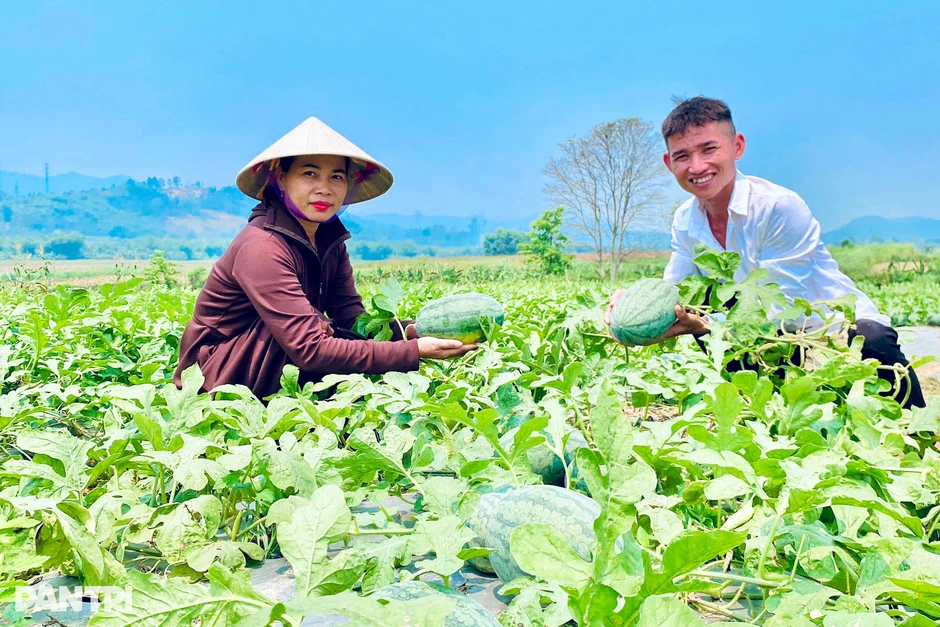 Trồng cây dây leo ngắn ngày, nông dân có thêm nguồn thu tiền triệu Trồng cây dây leo ngắn ngày, nông dân có thêm nguồn thu tiền triệu