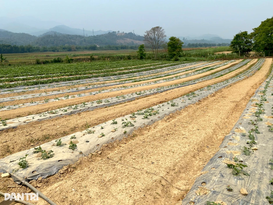 Trồng cây dây leo ngắn ngày, nông dân có thêm nguồn thu tiền triệu Trồng cây dây leo ngắn ngày, nông dân có thêm nguồn thu tiền triệu