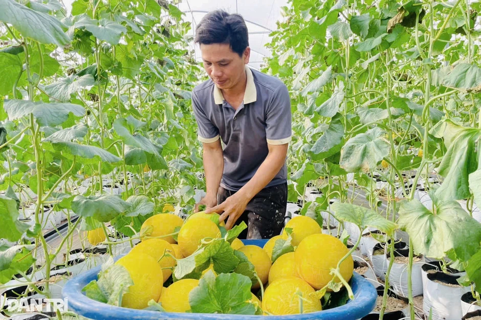 Trồng loại dưa mỗi năm 4 vụ, nông dân thu hàng trăm triệu đồng Trồng loại dưa mỗi năm 4 vụ, nông dân thu hàng trăm triệu đồng