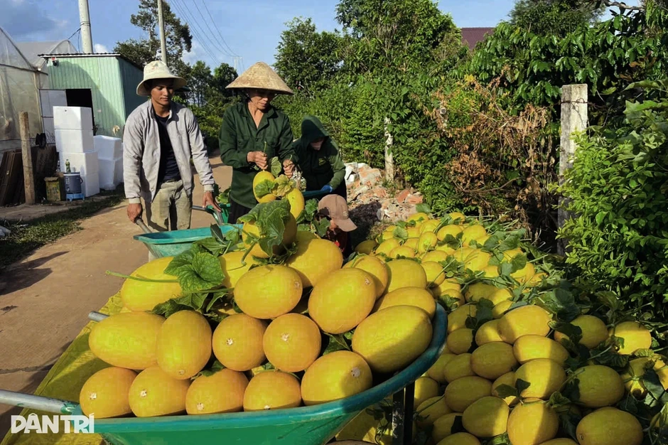 Trồng loại dưa mỗi năm 4 vụ, nông dân thu hàng trăm triệu đồng Trồng loại dưa mỗi năm 4 vụ, nông dân thu hàng trăm triệu đồng