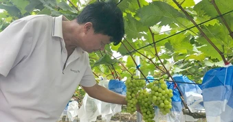 Trồng nho... cho vui không ngờ có vụ thu gần 1 tỷ đồng