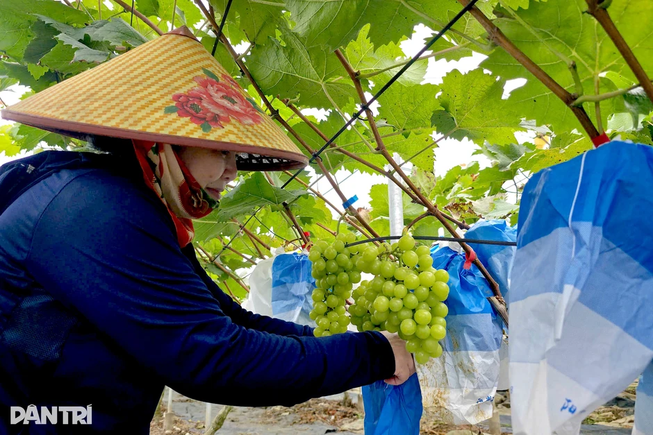 Trồng nho... cho vui không ngờ có vụ thu gần 1 tỷ đồng Trồng nho... cho vui không ngờ có vụ thu gần 1 tỷ đồng