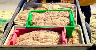 Trúng đậm ruốc biển, ngư dân kiếm tiền triệu sau vài giờ ra khơi