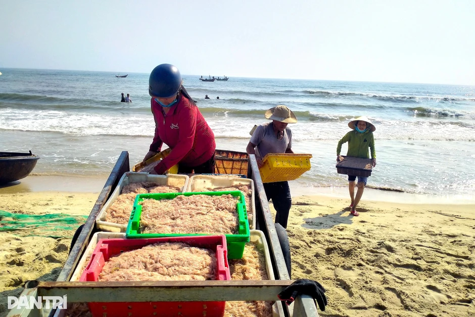 Trúng đậm ruốc biển, ngư dân kiếm tiền triệu sau vài giờ ra khơi Trúng đậm ruốc biển, ngư dân kiếm tiền triệu sau vài giờ ra khơi