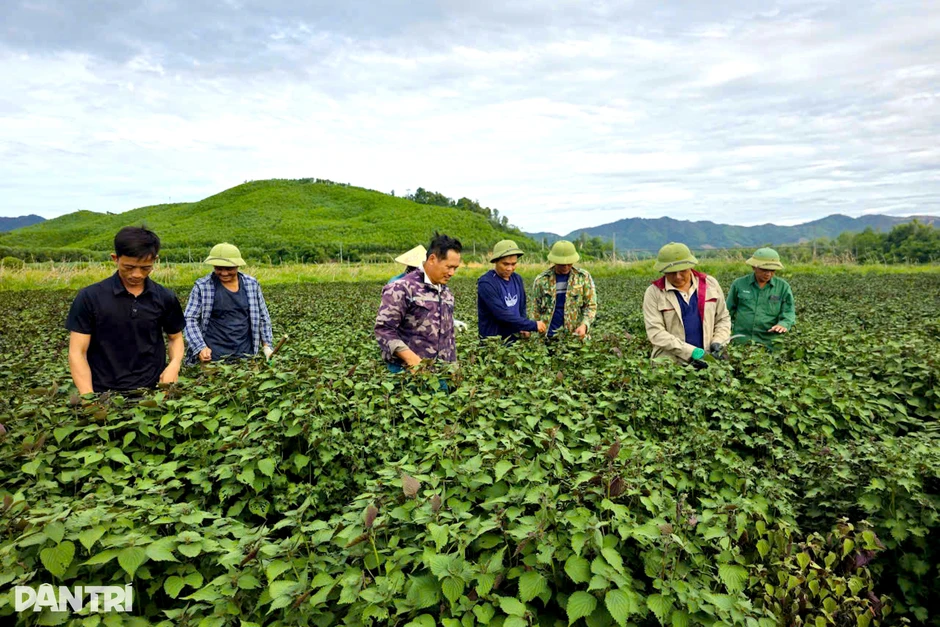 Từ cây gia vị thành cây làm giàu trên cánh đồng ven sông Từ cây gia vị thành cây làm giàu trên cánh đồng ven sông