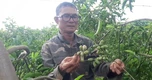 Từ loại quả hơn 2 triệu đồng/kg đến cảnh người dân chặt cây bán củi