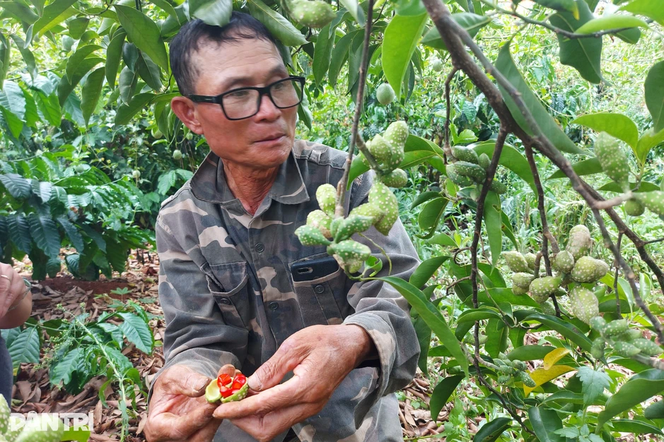 Từ loại quả hơn 2 triệu đồng/kg đến cảnh người dân chặt cây bán củi Từ loại quả hơn 2 triệu đồng/kg đến cảnh người dân chặt cây bán củi