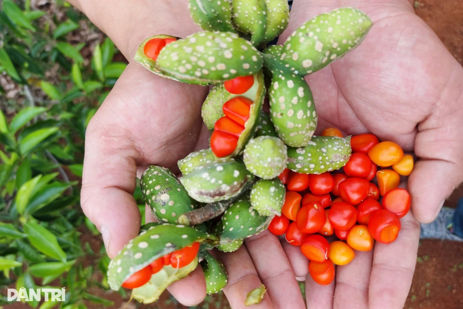 Từ loại quả hơn 2 triệu đồng/kg đến cảnh người dân chặt cây bán củi Từ loại quả hơn 2 triệu đồng/kg đến cảnh người dân chặt cây bán củi