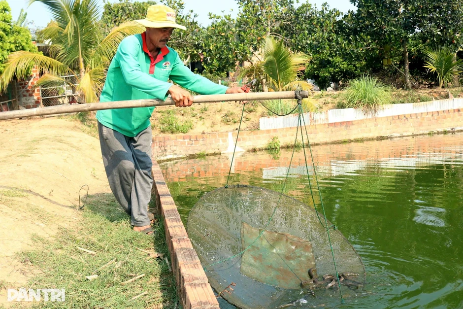 Từ miền Tây lên cao nguyên nuôi loài cá giống rắn, lão nông thành tỷ phú Từ miền Tây lên cao nguyên nuôi loài cá giống rắn, lão nông thành tỷ phú