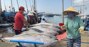 Vác cá ngừ hơn 50kg lên bờ, ngư dân chia tiền sau chuyến biển xuyên Tết
