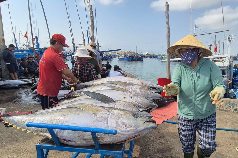 Vác cá ngừ hơn 50kg lên bờ, ngư dân chia tiền sau chuyến biển xuyên Tết Vác cá ngừ hơn 50kg lên bờ, ngư dân chia tiền sau chuyến biển xuyên Tết