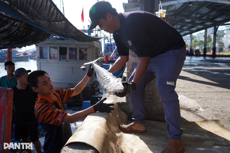 Vác cá ngừ hơn 50kg lên bờ, ngư dân chia tiền sau chuyến biển xuyên Tết Vác cá ngừ hơn 50kg lên bờ, ngư dân chia tiền sau chuyến biển xuyên Tết