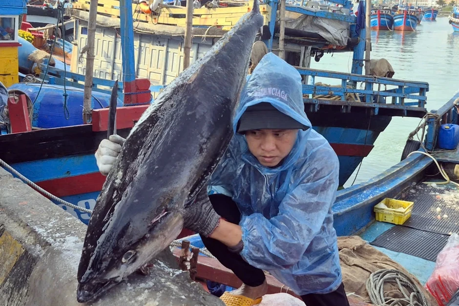 Vác cá ngừ hơn 50kg lên bờ, ngư dân chia tiền sau chuyến biển xuyên Tết Vác cá ngừ hơn 50kg lên bờ, ngư dân chia tiền sau chuyến biển xuyên Tết