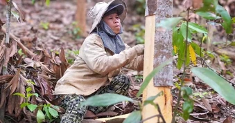 Vào rừng bóc vỏ loại cây thơm nức, kiếm hàng chục triệu đồng