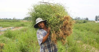 Về ngôi làng thơm ngát mùi hương, nông dân tranh thủ “hái lá thu tiền”