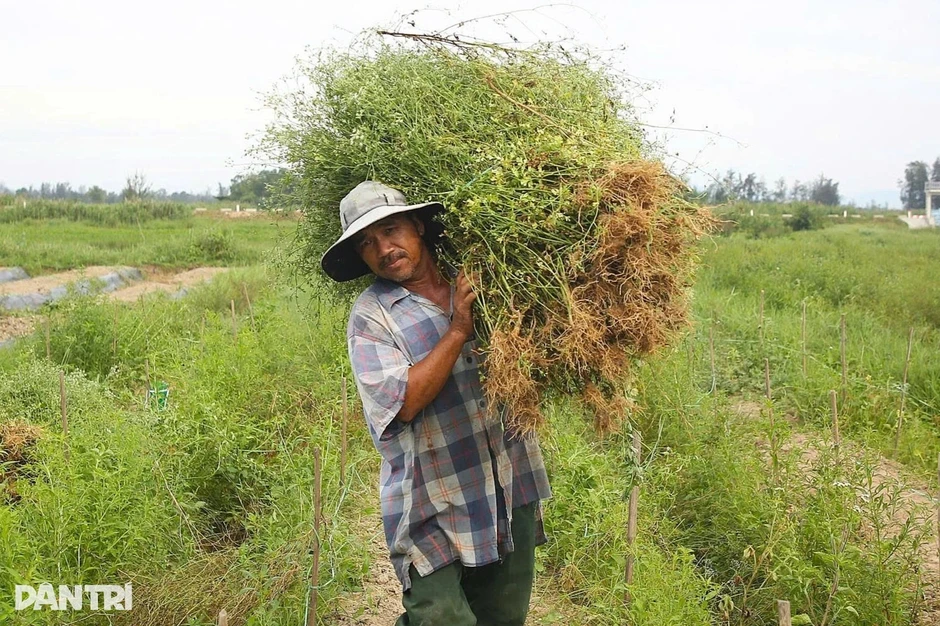 Về ngôi làng thơm ngát mùi hương, nông dân tranh thủ “hái lá thu tiền” Về ngôi làng thơm ngát mùi hương, nông dân tranh thủ “hái lá thu tiền”