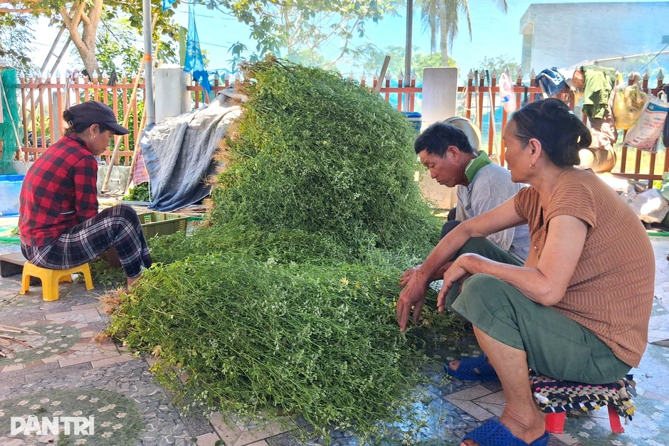 Về ngôi làng thơm ngát mùi hương, nông dân tranh thủ “hái lá thu tiền” Về ngôi làng thơm ngát mùi hương, nông dân tranh thủ “hái lá thu tiền”
