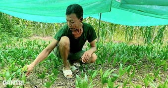 Vợ chồng lão nông thu 200 triệu đồng mỗi năm từ vườn cau