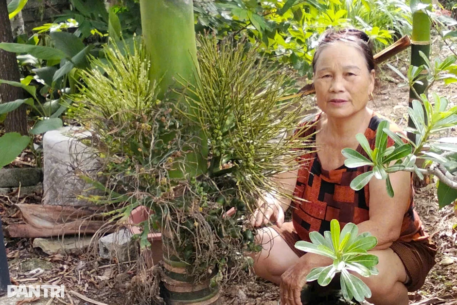 Vợ chồng lão nông thu 200 triệu đồng mỗi năm từ vườn cau Vợ chồng lão nông thu 200 triệu đồng mỗi năm từ vườn cau