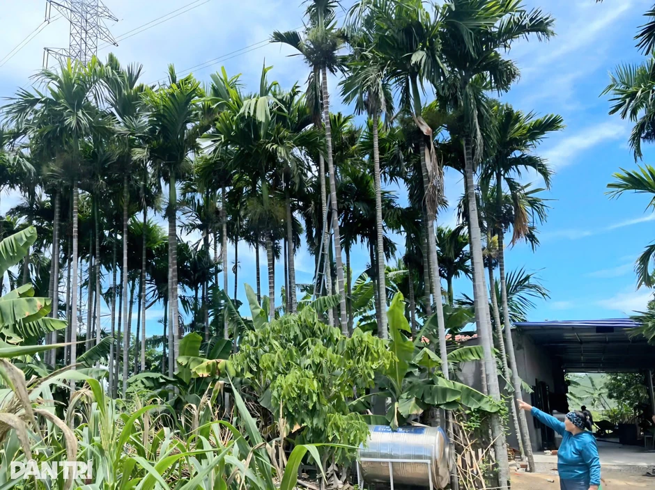 Vợ chồng lão nông thu 200 triệu đồng mỗi năm từ vườn cau Vợ chồng lão nông thu 200 triệu đồng mỗi năm từ vườn cau